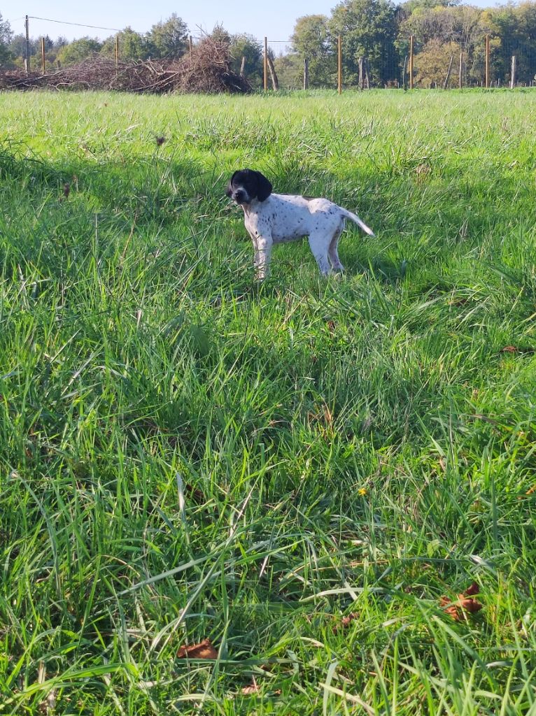 chiot Pointer Du Seigneur Des Vents